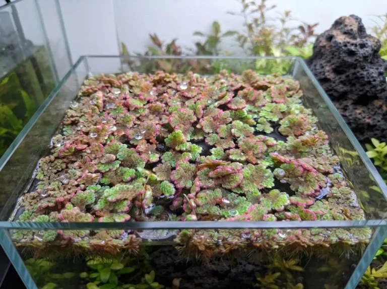azolla