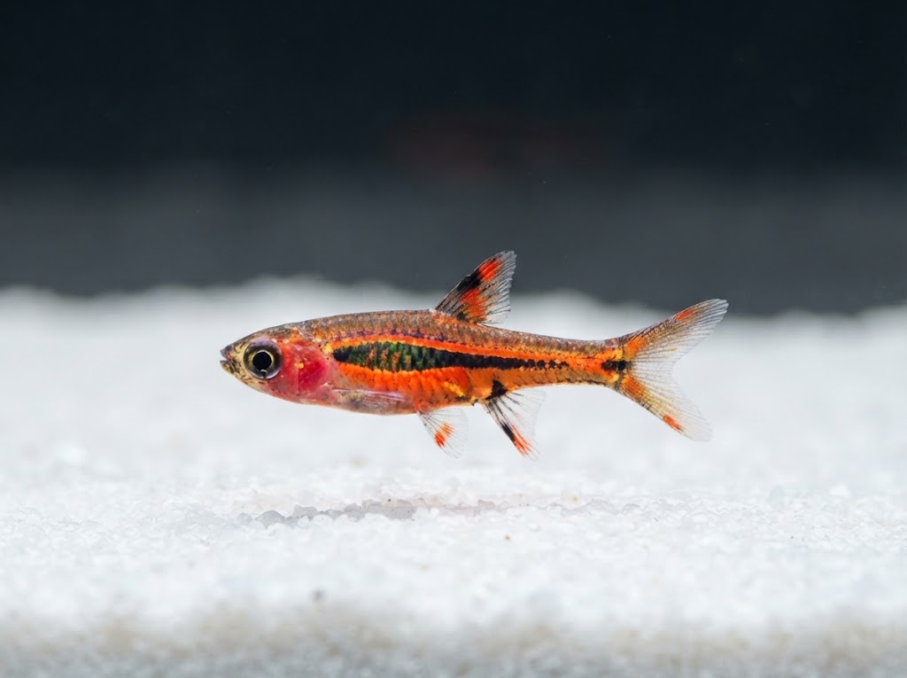 Chili Rasbora