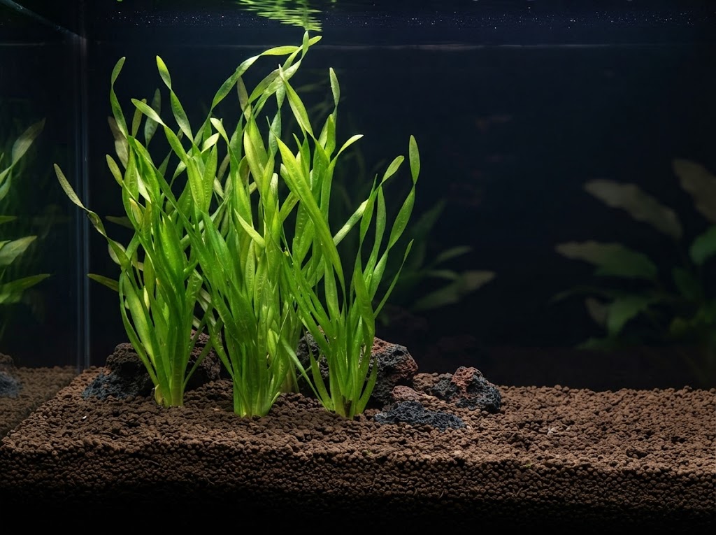 Corkscrew Vallisneria