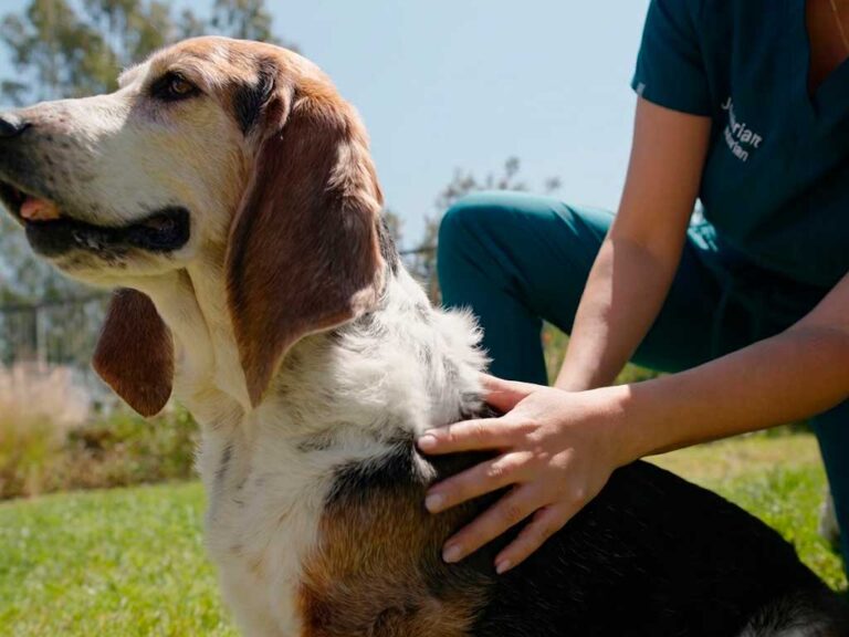 Critical Care Food for Dogs