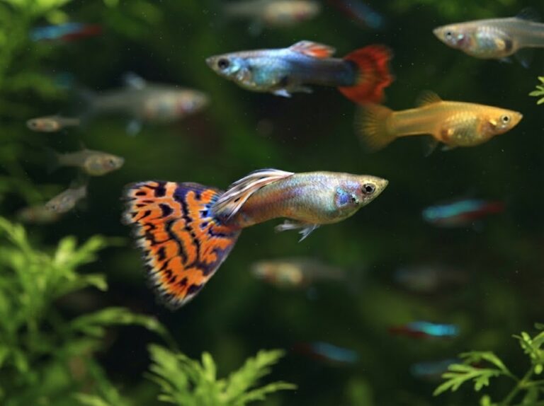 Guppy Poecilia reticulata