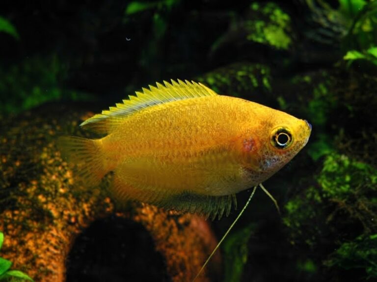 Honey Gourami