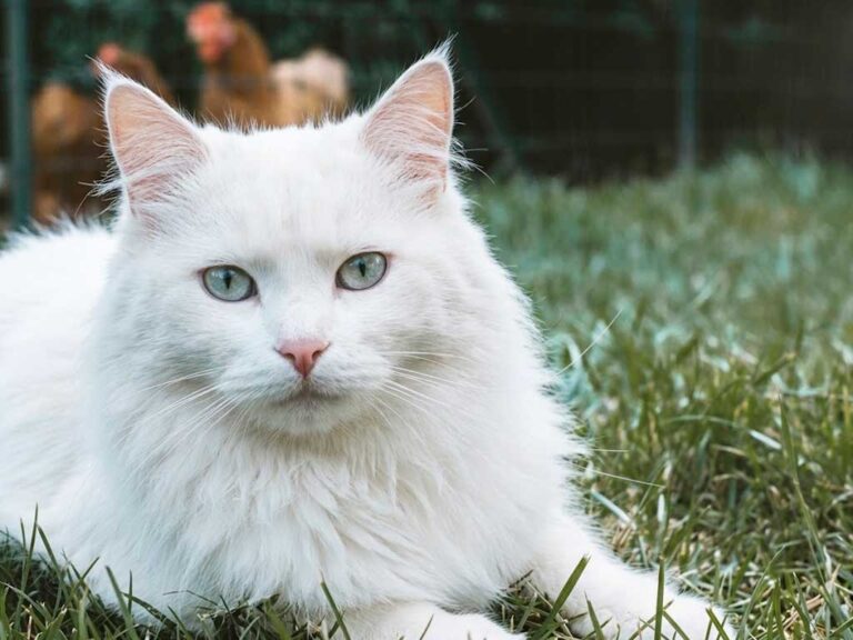 Hypoallergenic Cat Breeds