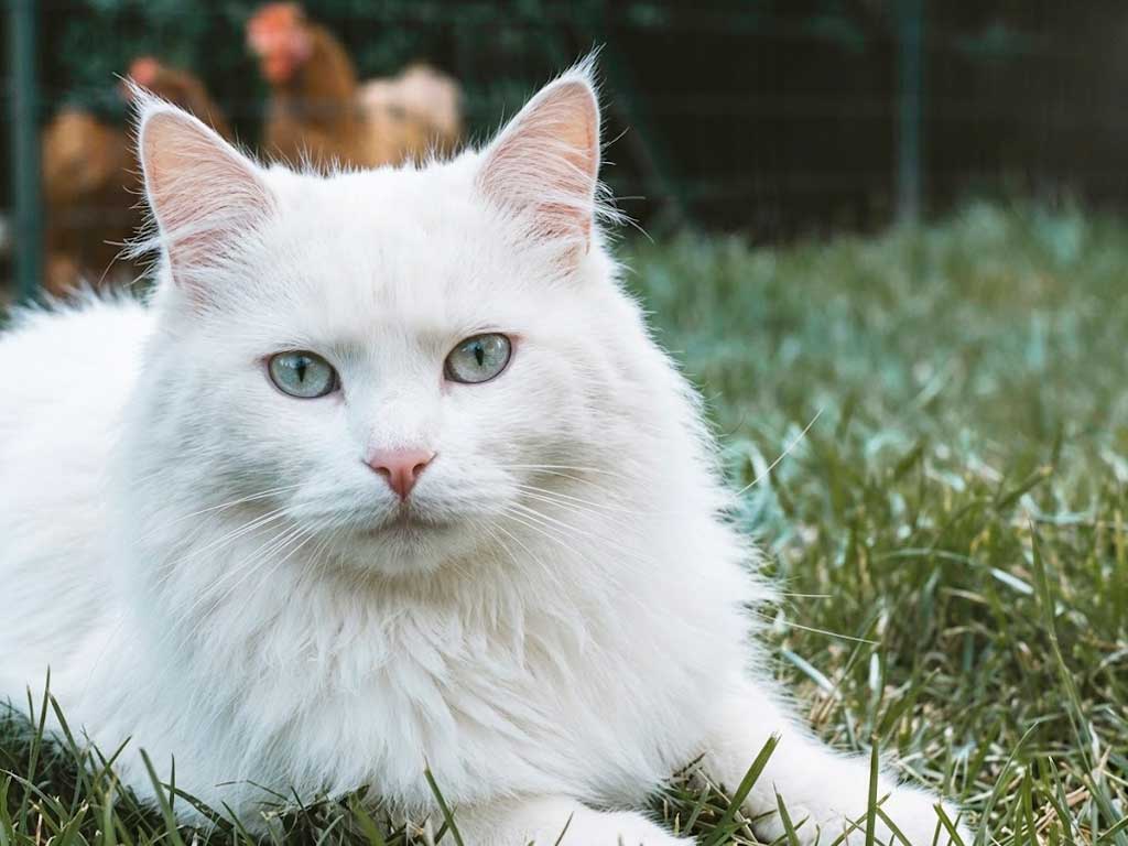 Hypoallergenic Cat Breeds