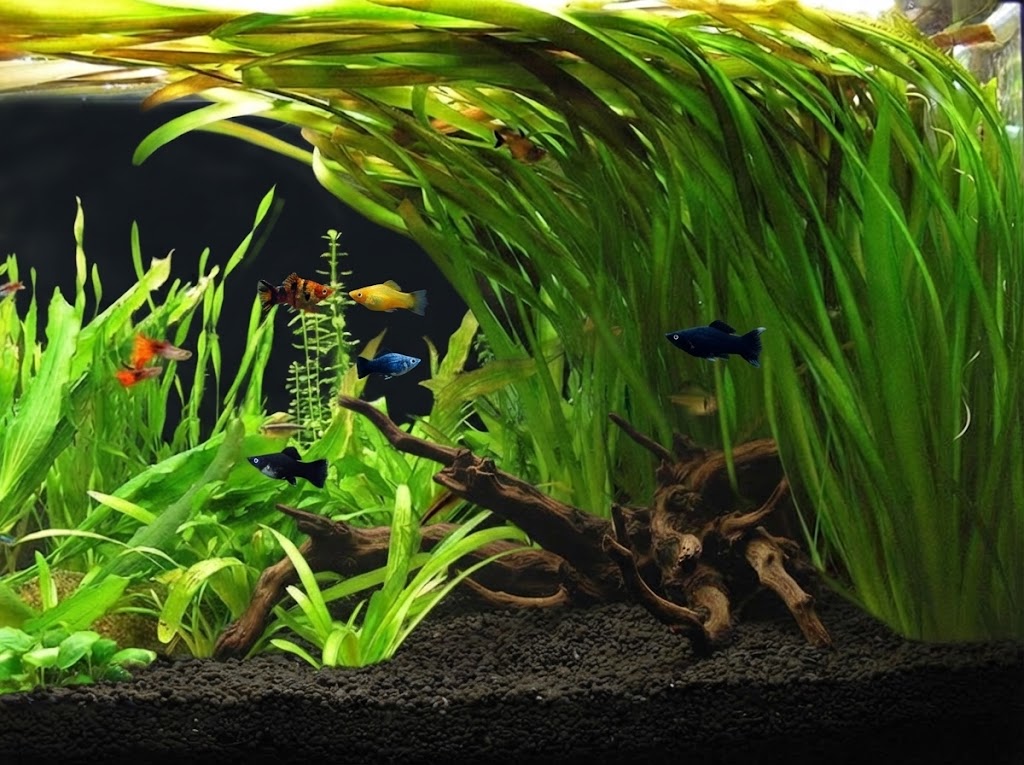 Jungle Vallisneria