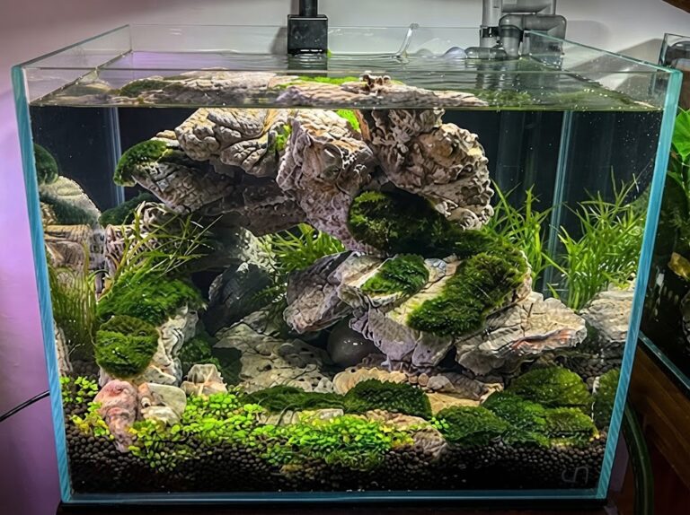 marimo moss ball