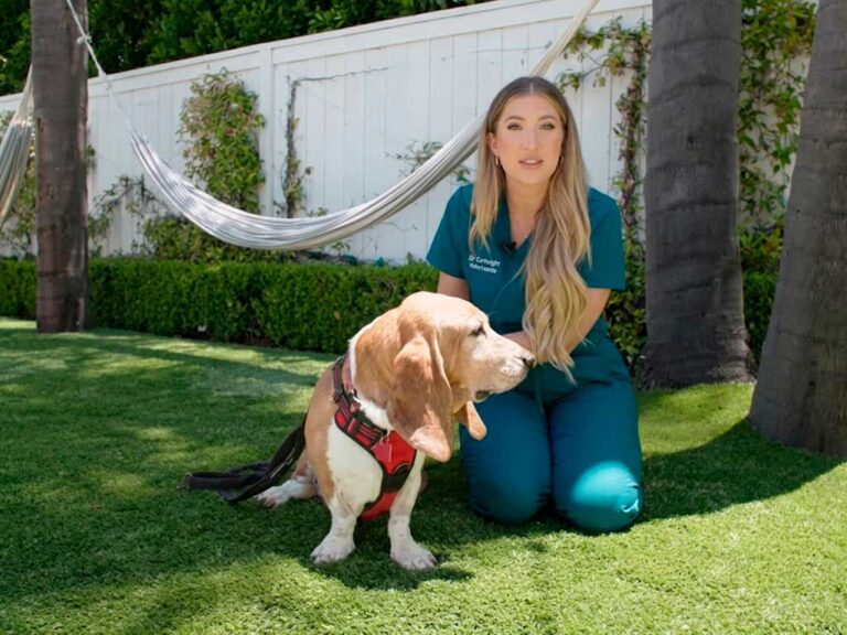Metabolic Diet for Dogs