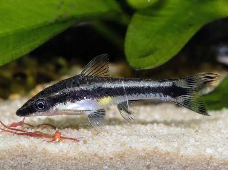 Otocinclus Vittatus