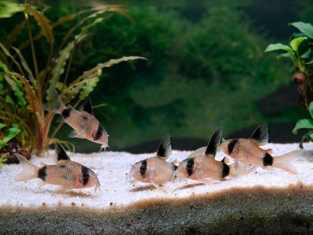 Panda Corydoras