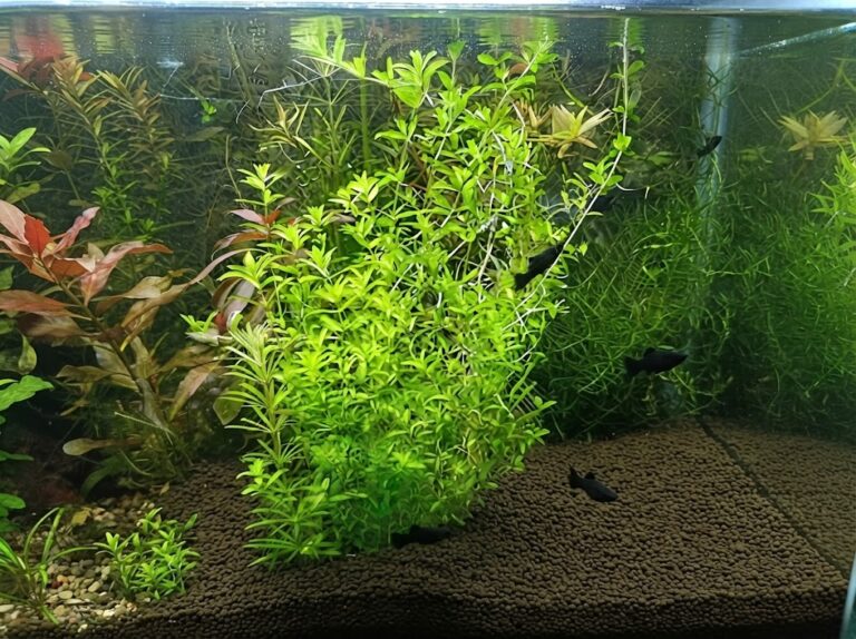 Pearl Weed
