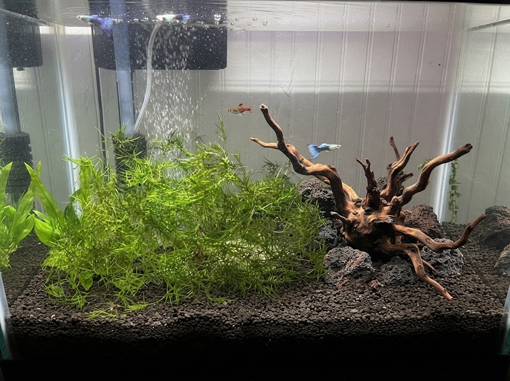 Plant Guppy Grass