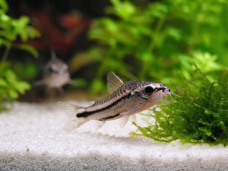 Pygmy Corydoras