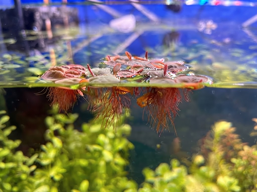 Red Root Floater