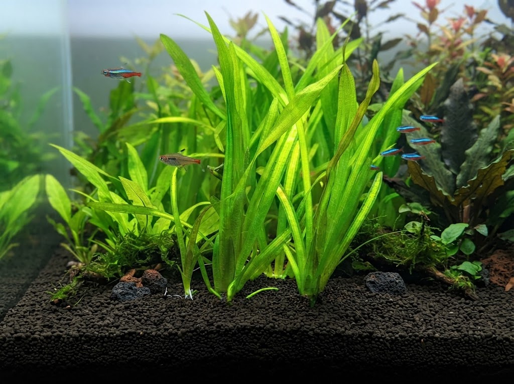Vallisneria americana