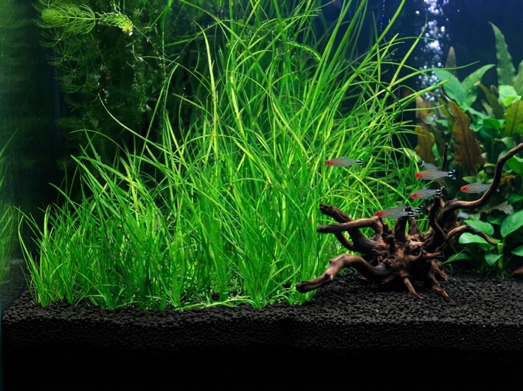 Vallisneria nana