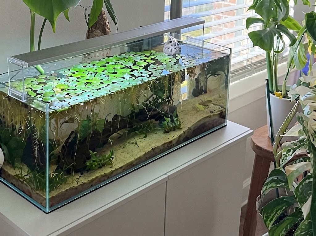 Amazon Frogbit