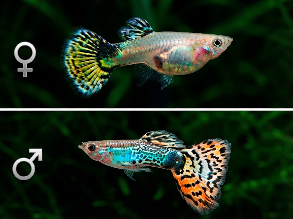 guppy care