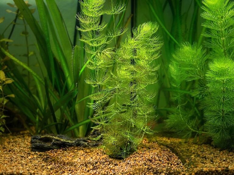 Hornwort