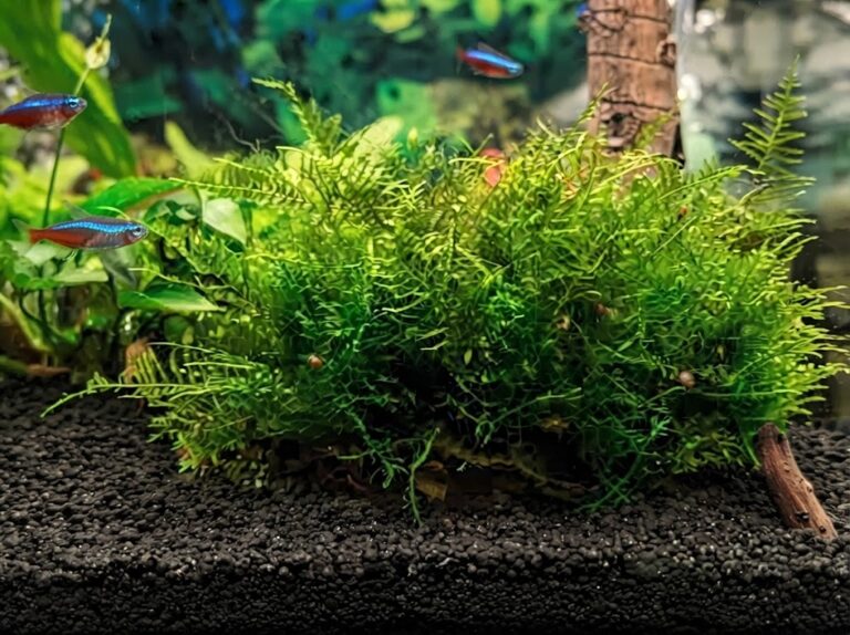 java moss