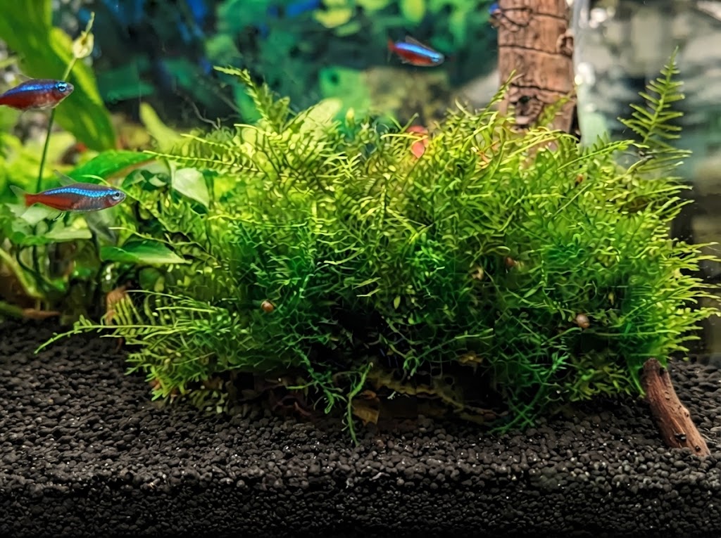 java moss