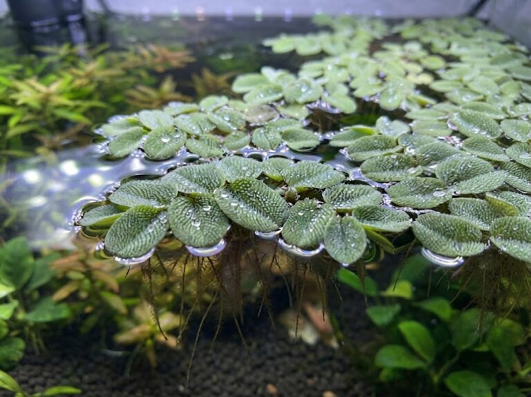 Salvinia Care Guide