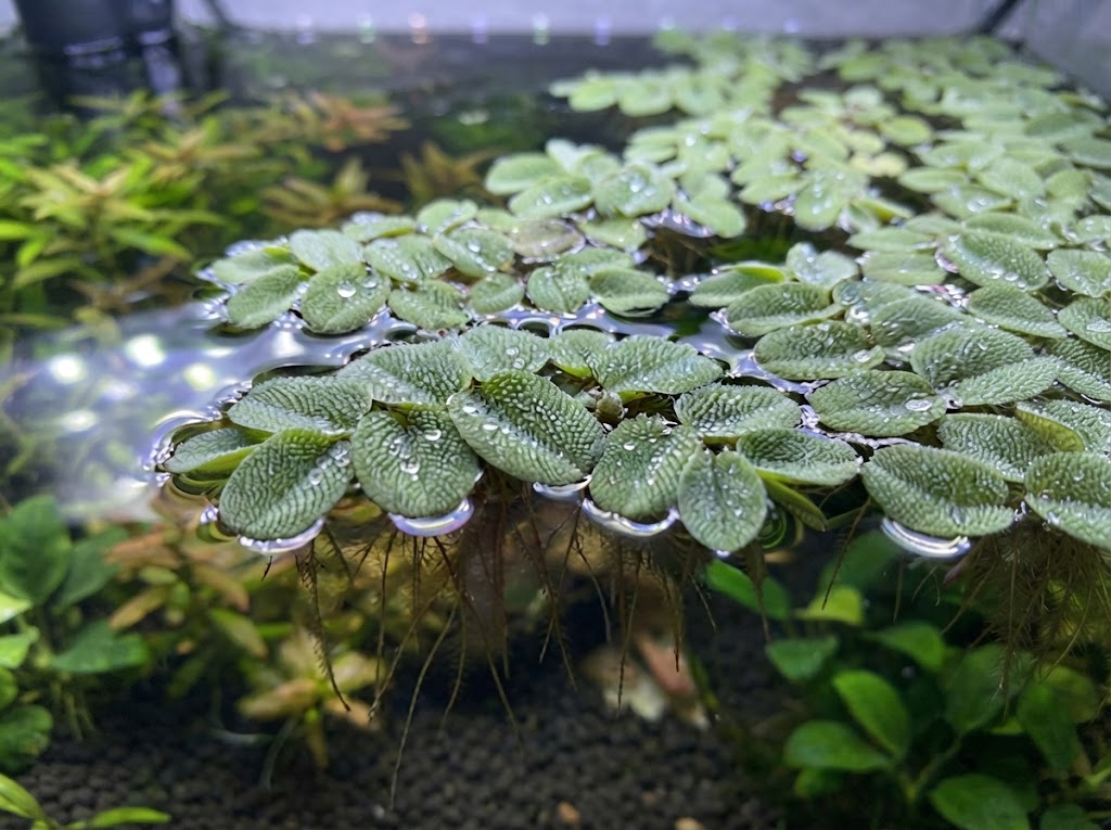 Salvinia Care Guide