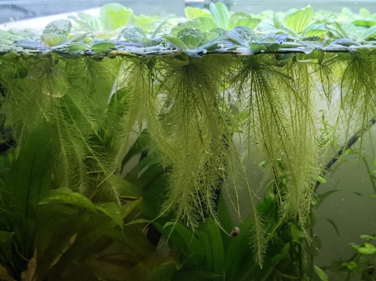 Water Lettuce Care Guide
